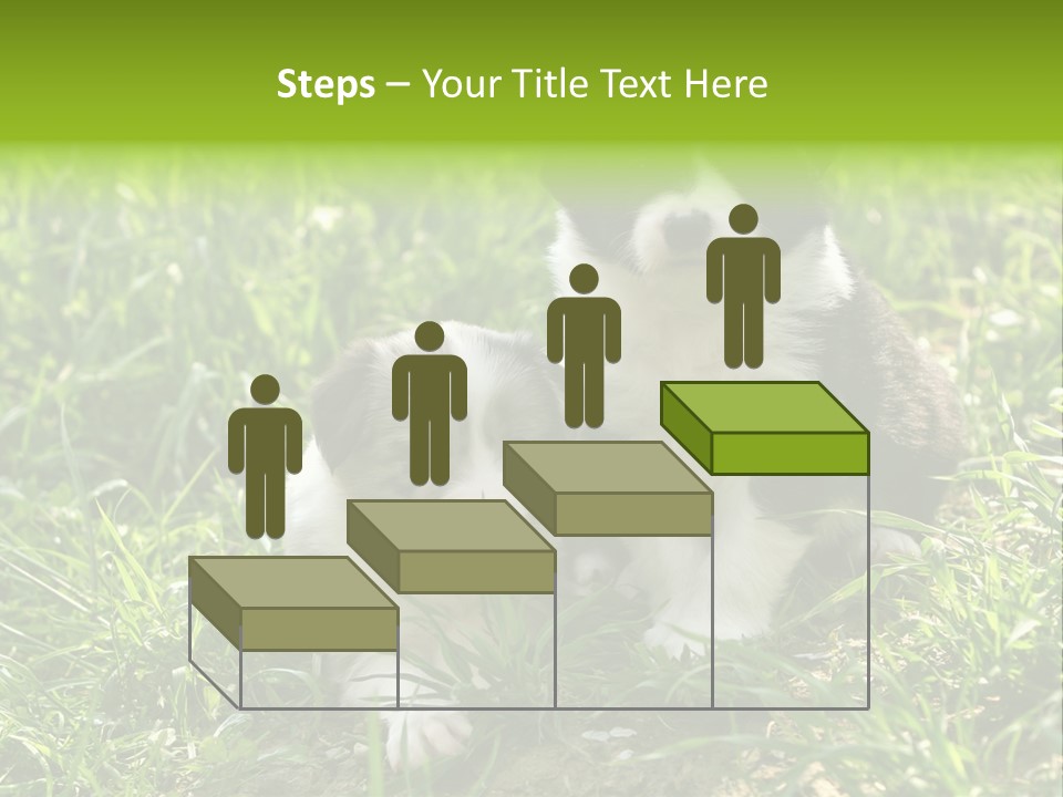 Two Young Border Collies Looking Towards You PowerPoint Template