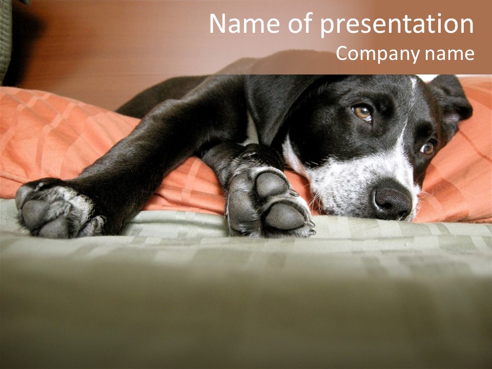 Cute Pitbull Pointer Mix Puppy Lounging PowerPoint Template