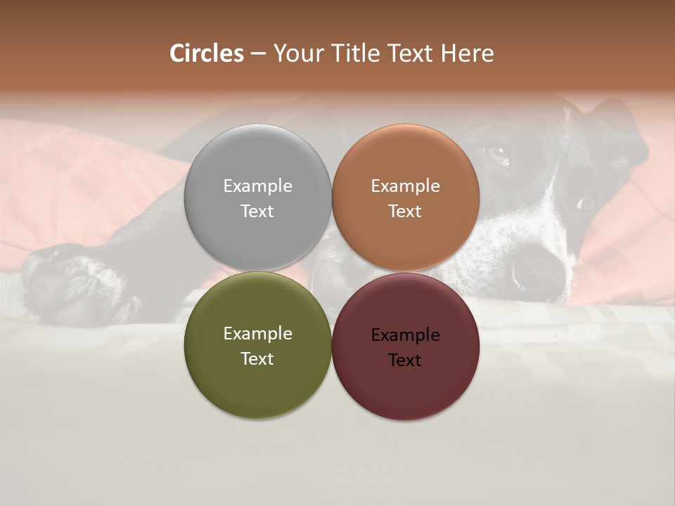 Cute Pitbull Pointer Mix Puppy Lounging PowerPoint Template