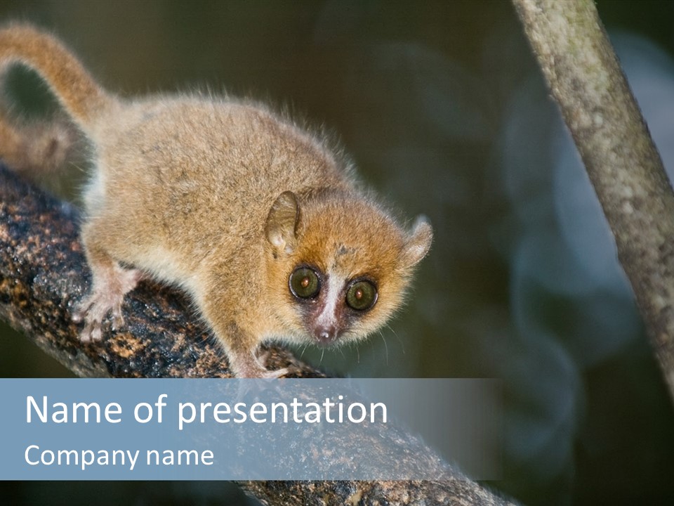 Grey Mouse Lemur (Microcebus Murinus). Endemic To Madagascar. Ranomafana National Park, Ranomafana, Madagascar PowerPoint Template