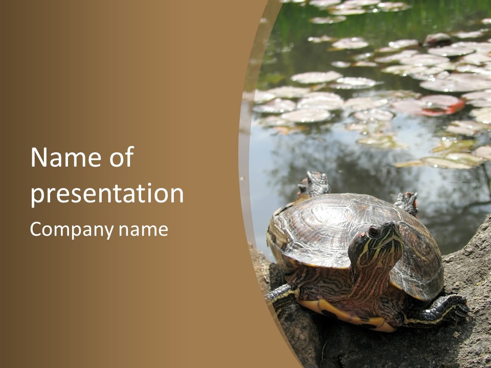 Sunbathing Turtle PowerPoint Template