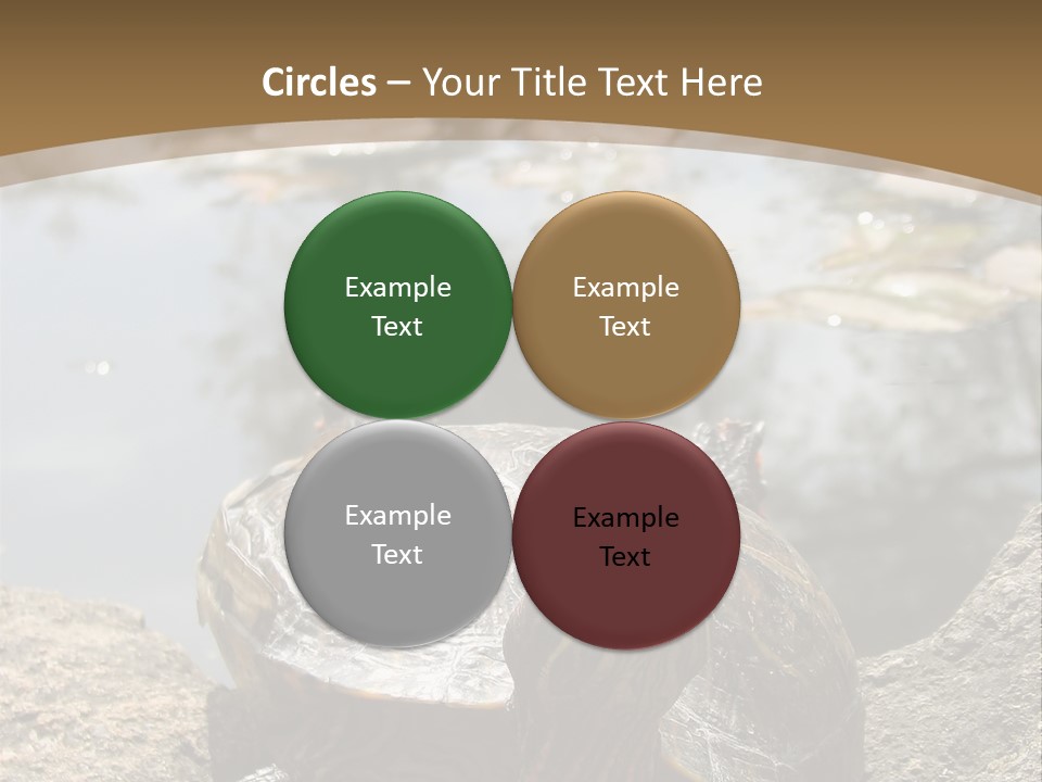 Sunbathing Turtle PowerPoint Template