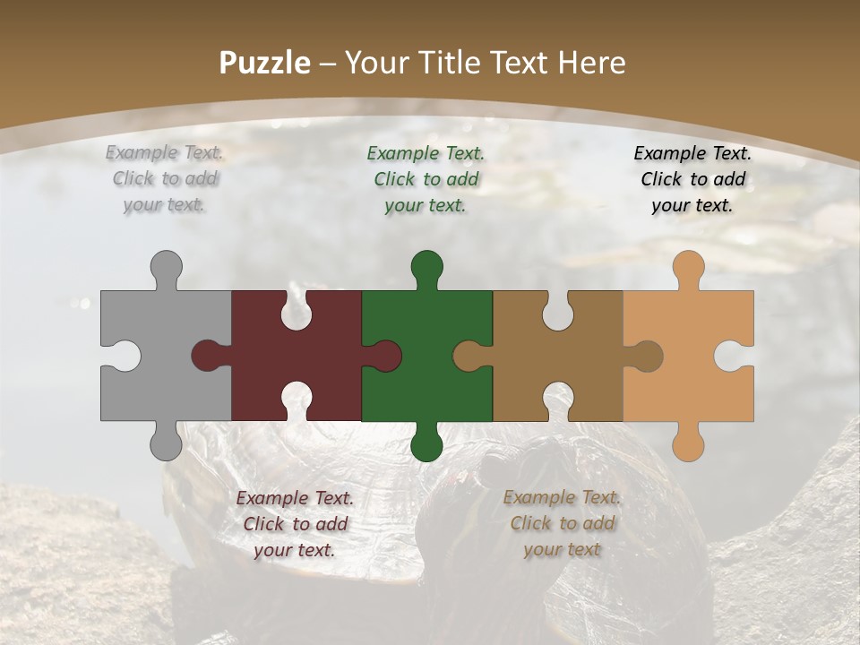 Sunbathing Turtle PowerPoint Template