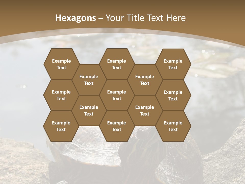 Sunbathing Turtle PowerPoint Template