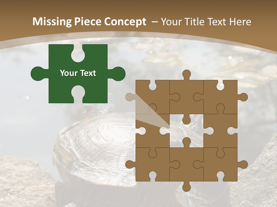 Sunbathing Turtle PowerPoint Template