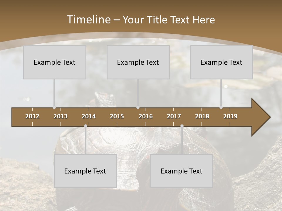 Sunbathing Turtle PowerPoint Template