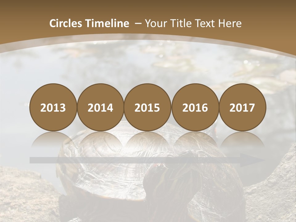 Sunbathing Turtle PowerPoint Template