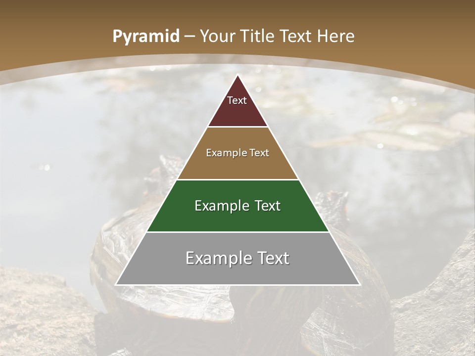 Sunbathing Turtle PowerPoint Template