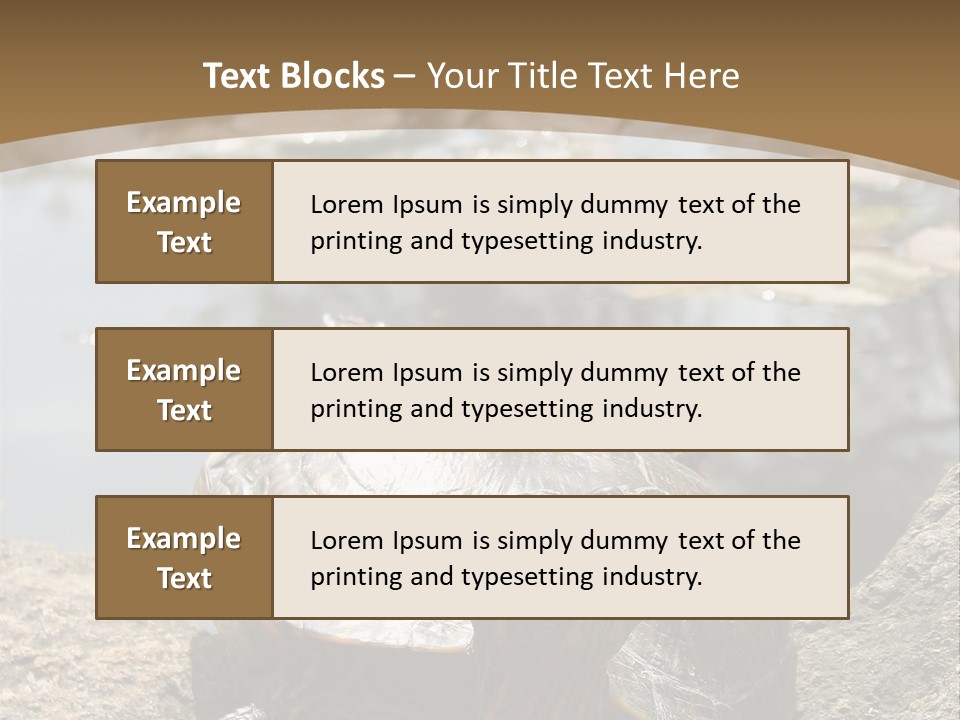 Sunbathing Turtle PowerPoint Template