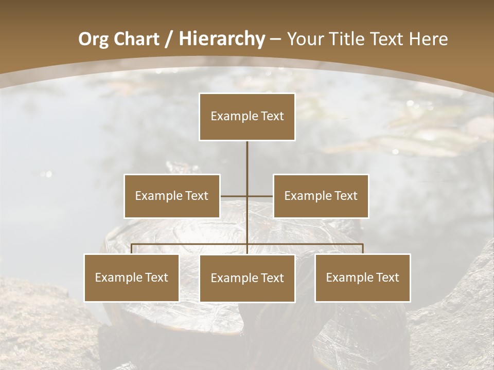 Sunbathing Turtle PowerPoint Template