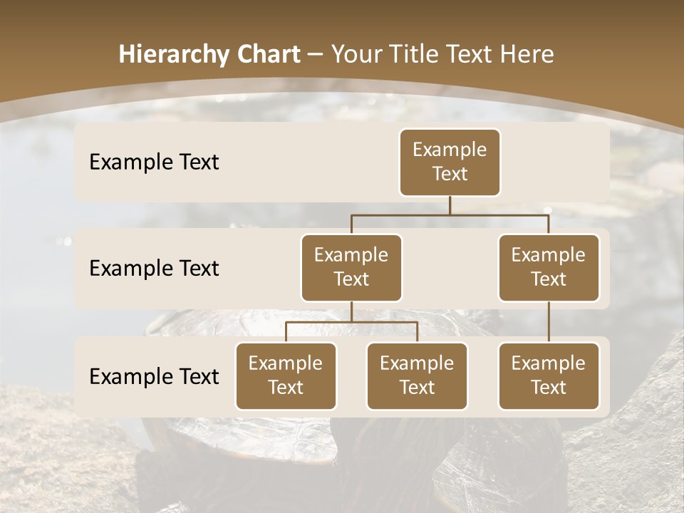 Sunbathing Turtle PowerPoint Template