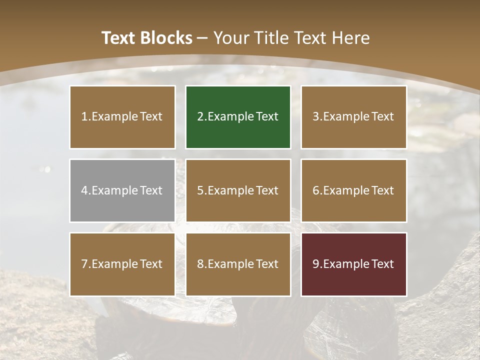Sunbathing Turtle PowerPoint Template