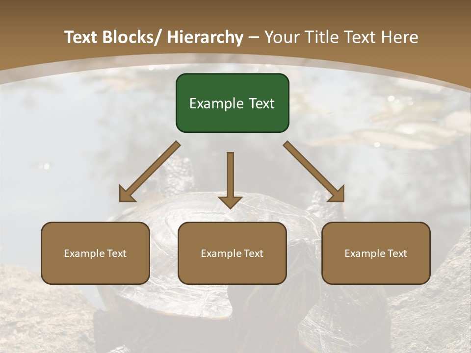 Sunbathing Turtle PowerPoint Template