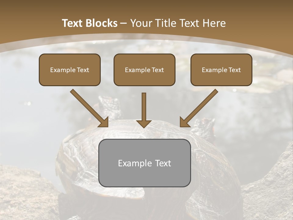Sunbathing Turtle PowerPoint Template