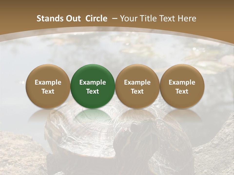Sunbathing Turtle PowerPoint Template