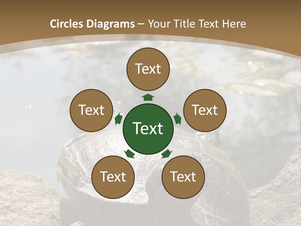 Sunbathing Turtle PowerPoint Template