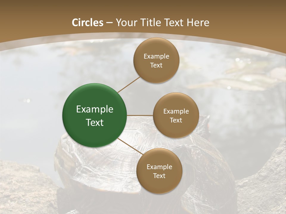 Sunbathing Turtle PowerPoint Template