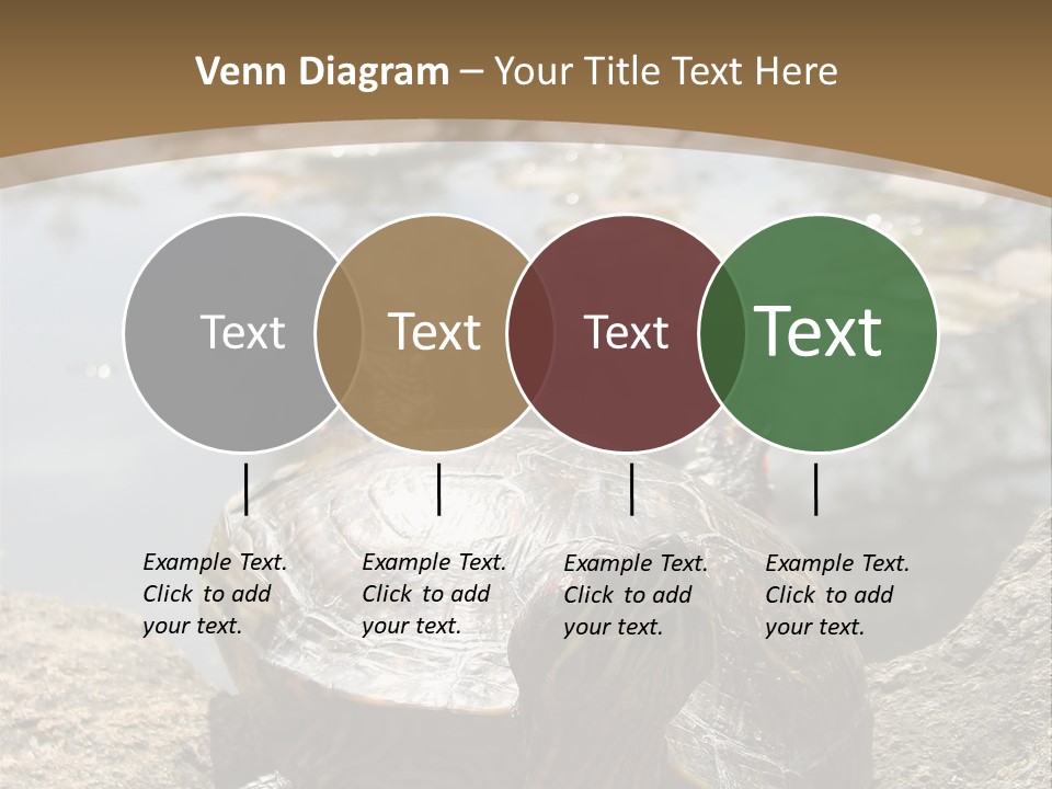 Sunbathing Turtle PowerPoint Template