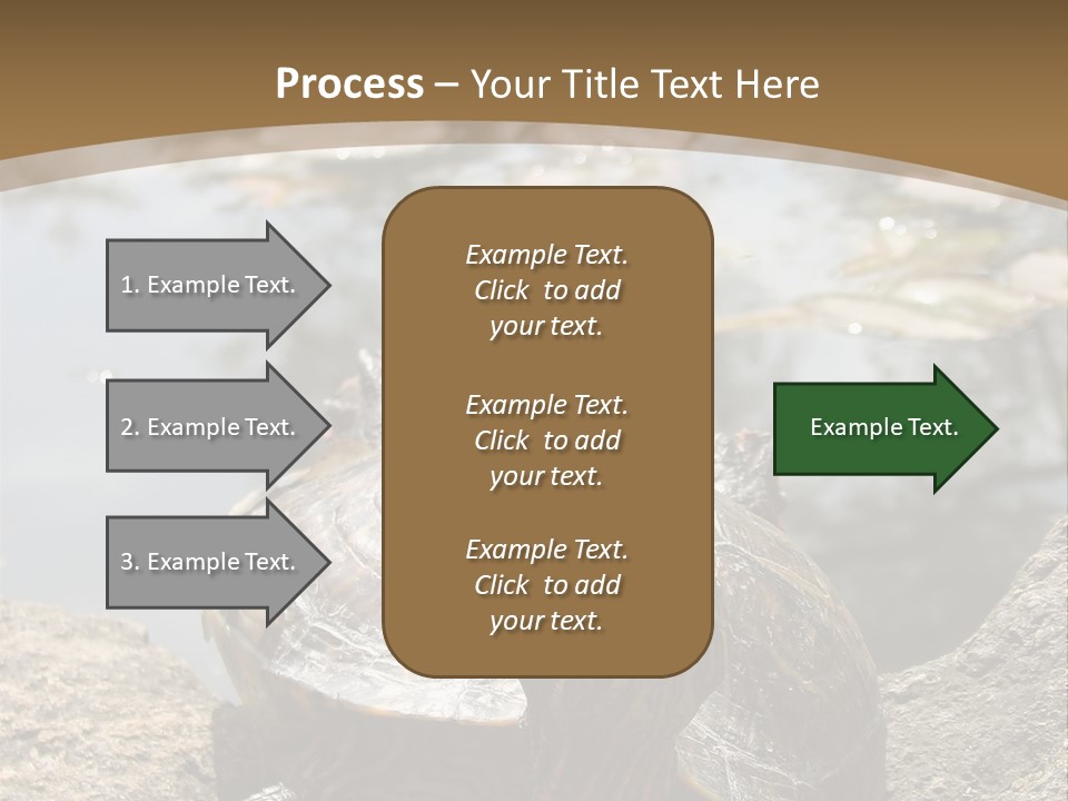 Sunbathing Turtle PowerPoint Template
