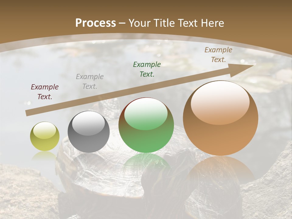 Sunbathing Turtle PowerPoint Template