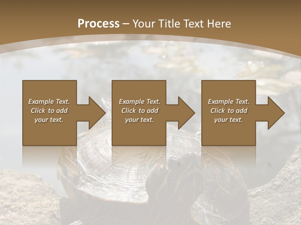 Sunbathing Turtle PowerPoint Template