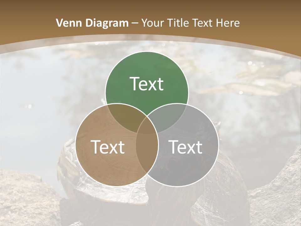 Sunbathing Turtle PowerPoint Template
