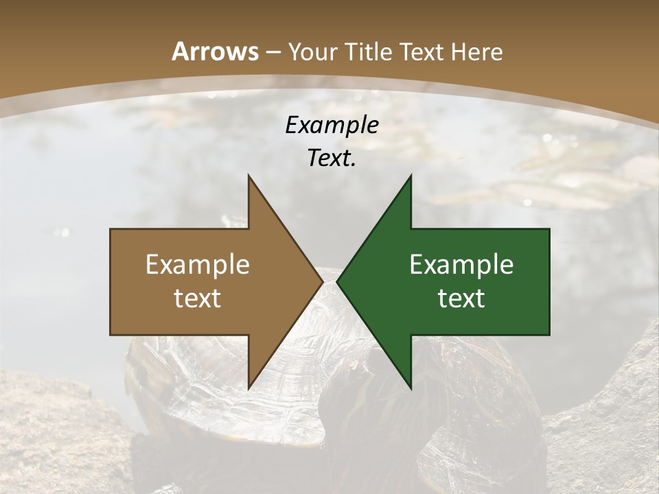 Sunbathing Turtle PowerPoint Template