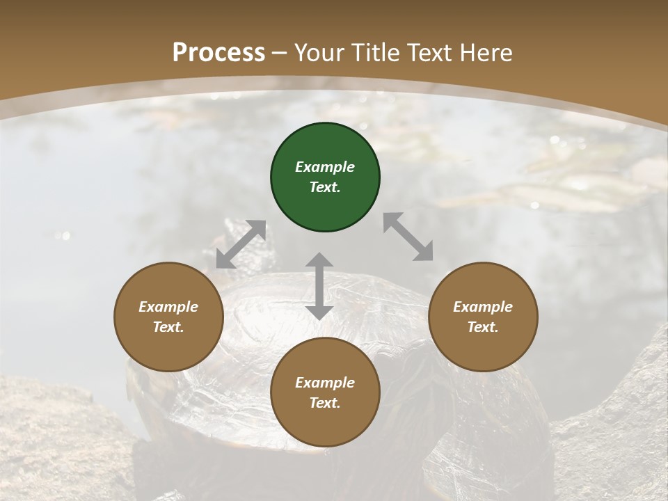 Sunbathing Turtle PowerPoint Template