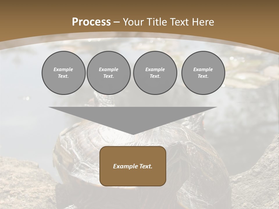 Sunbathing Turtle PowerPoint Template