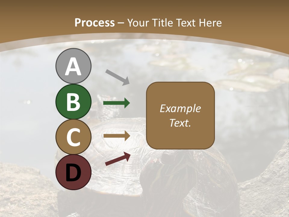 Sunbathing Turtle PowerPoint Template
