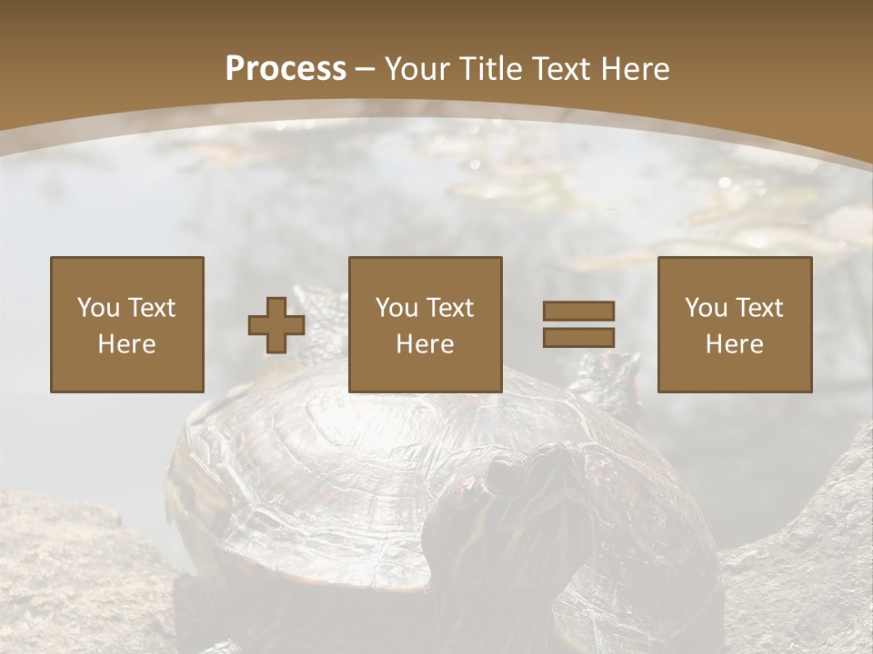 Sunbathing Turtle PowerPoint Template