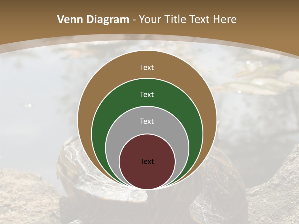 Sunbathing Turtle PowerPoint Template