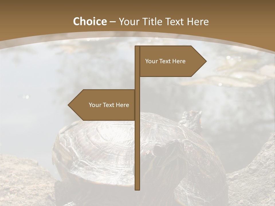 Sunbathing Turtle PowerPoint Template