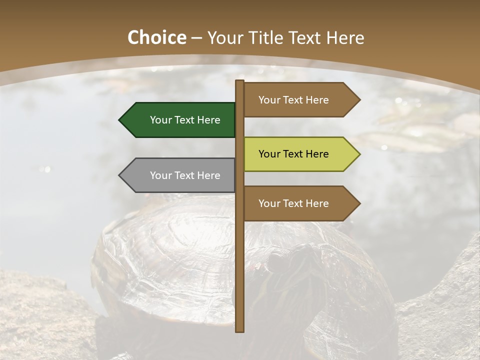 Sunbathing Turtle PowerPoint Template