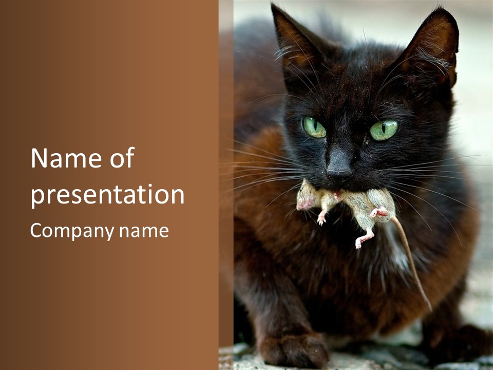 A Black Cat With A Mouse In It's Mouth PowerPoint Template