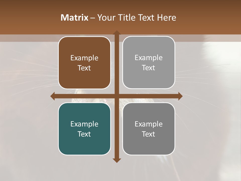 A Black Cat With A Mouse In It's Mouth PowerPoint Template