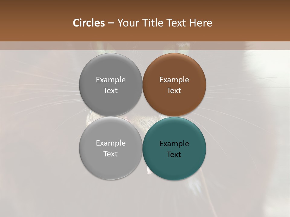 A Black Cat With A Mouse In It's Mouth PowerPoint Template