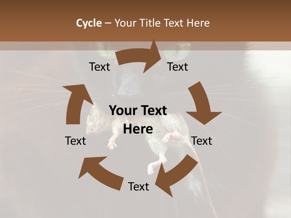 A Black Cat With A Mouse In It's Mouth PowerPoint Template
