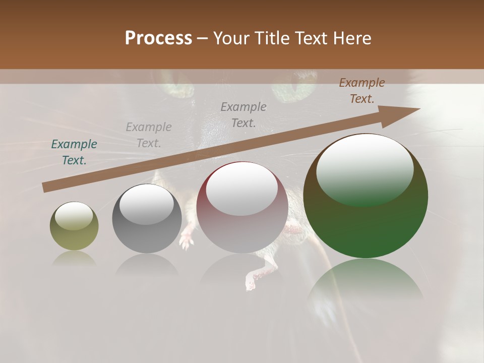 A Black Cat With A Mouse In It's Mouth PowerPoint Template