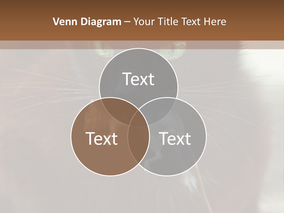 A Black Cat With A Mouse In It's Mouth PowerPoint Template