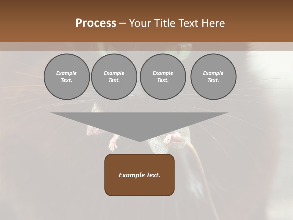 A Black Cat With A Mouse In It's Mouth PowerPoint Template