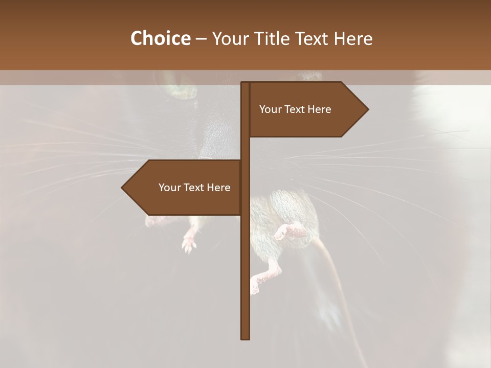 A Black Cat With A Mouse In It's Mouth PowerPoint Template