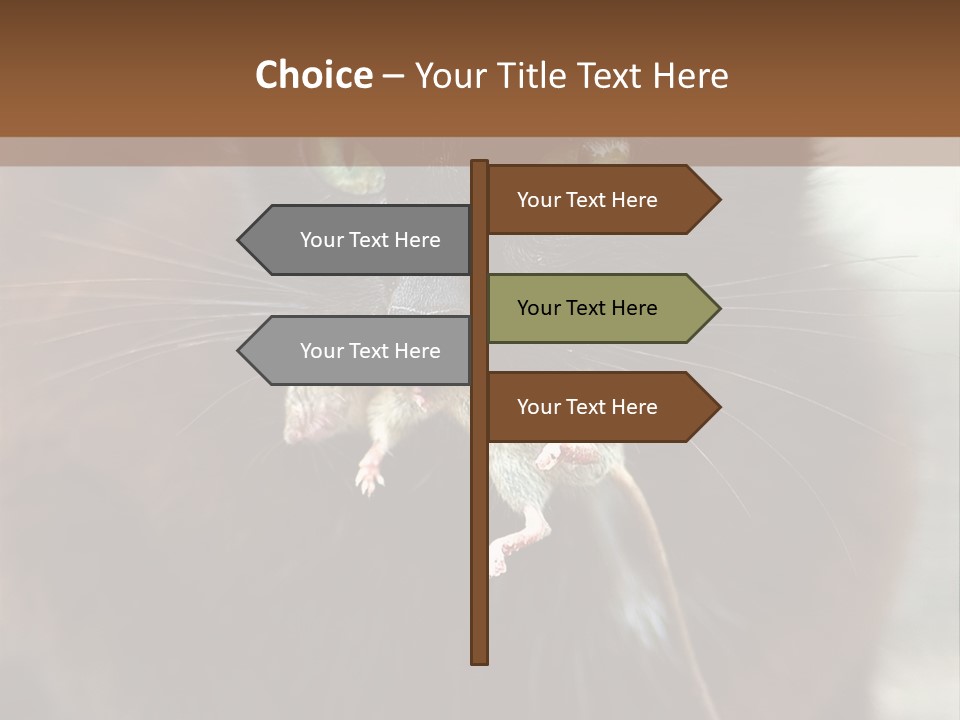 A Black Cat With A Mouse In It's Mouth PowerPoint Template