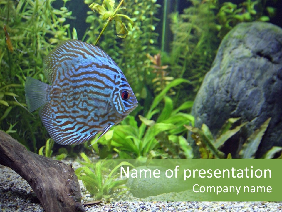 A Blue Turquoise Discus, Tropical Aquarium Fish Swimming In An Aquarium. Space For Copy. PowerPoint Template