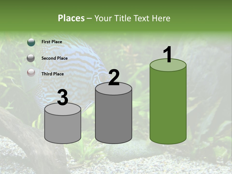 A Blue Turquoise Discus, Tropical Aquarium Fish Swimming In An Aquarium. Space For Copy. PowerPoint Template