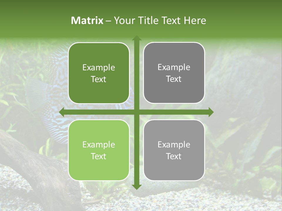 A Blue Turquoise Discus, Tropical Aquarium Fish Swimming In An Aquarium. Space For Copy. PowerPoint Template