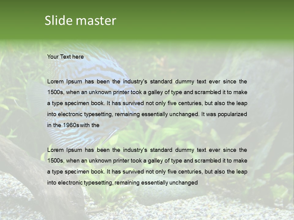 A Blue Turquoise Discus, Tropical Aquarium Fish Swimming In An Aquarium. Space For Copy. PowerPoint Template