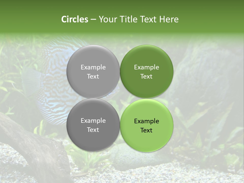 A Blue Turquoise Discus, Tropical Aquarium Fish Swimming In An Aquarium. Space For Copy. PowerPoint Template