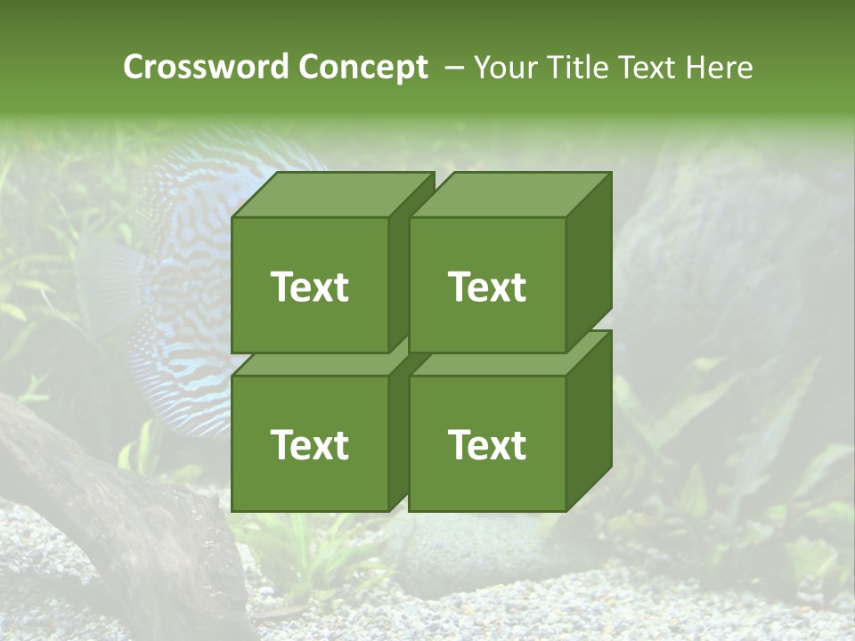 A Blue Turquoise Discus, Tropical Aquarium Fish Swimming In An Aquarium. Space For Copy. PowerPoint Template