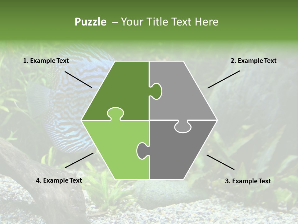 A Blue Turquoise Discus, Tropical Aquarium Fish Swimming In An Aquarium. Space For Copy. PowerPoint Template